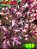 Coleus 385 - Imagem 1