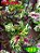 Coleus 289 - Imagem 1