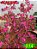 Coleus 314 - Imagem 1