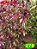 Coleus 278 - Imagem 1