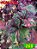 Coleus 268 - Imagem 1