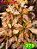 Coleus 375 - Imagem 1