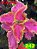 Coleus 242 - Imagem 1