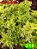 Coleus 316 - Imagem 1