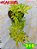 Coleus 316 - Imagem 2