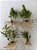 Kit epidendrun LILAS com 5 mudas - Imagem 3
