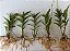 Kit epidendrun LILAS com 5 mudas - Imagem 2