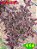 Coleus 114 - Imagem 1