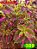 Coleus 389 - Imagem 1