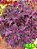 Coleus 136 - Imagem 1