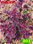 Coleus 202 - Imagem 1