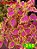 coleus 210 - Imagem 1