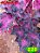 Coleus 220 - Imagem 1