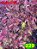 Coleus 229 - Imagem 1