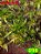 Coleus 296 - Imagem 1