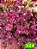 Coleus 324 - Imagem 1