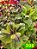 Coleus 396 - Imagem 1
