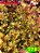 Coleus 378 - Imagem 1