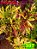 Coleus 397 - Imagem 1