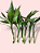 kit bambu da sorte com 6 verde - Imagem 1