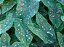 Caladium 4 - Imagem 1