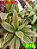 dracena D16 - Imagem 1
