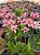 Orquídea epidendrum salmão E6 - Imagem 1