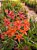 Orquídea epidendrum laranja E8 - Imagem 1