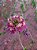 Kit  cake epidendrun com 5 mudas 1 de cada - Imagem 5