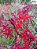 Kit  cake epidendrun com 5 mudas 1 de cada - Imagem 2