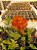 Kit  cake epidendrun com 5 mudas 1 de cada - Imagem 3