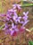 Kit  cake epidendrun com 5 mudas 1 de cada - Imagem 6