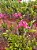 Kit  cake epidendrun com 5 mudas 1 de cada - Imagem 4