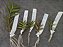 Kit  cake epidendrun com 5 mudas 1 de cada - Imagem 1