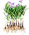 Kit orquidea aroundina com 10 - Imagem 1