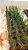 Kit orquidea aroundina com 10 - Imagem 3