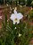 Kit orquidea aroundina branca com 5 - Imagem 1