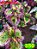 Coleus 350 - Imagem 1