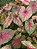 Kit caladium - Imagem 5