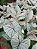 Kit caladium - Imagem 4