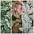 Kit caladium - Imagem 1