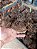 Kit caladium - Imagem 3