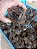 Kit caladium - Imagem 2