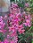 Orquídea epidendrum E9 - Imagem 1