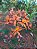 Orquídea epidendrum E10 - Imagem 1