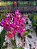 Orquídea epidendrum E24 - Imagem 1
