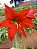 Amarilis vermelho kit com 4 bulbos grandes - Imagem 1