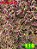 Coleus 116 - Imagem 1