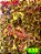 coleus 330 - Imagem 1