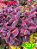 coleus 327 - Imagem 1